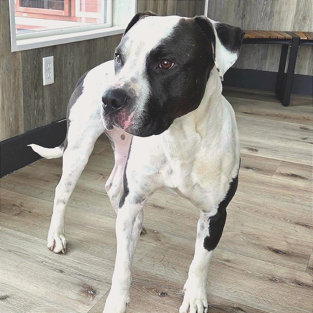 Enlarge Clark, a Adoptable Pit Bull Terrier in Idaho Falls, ID image 1/6