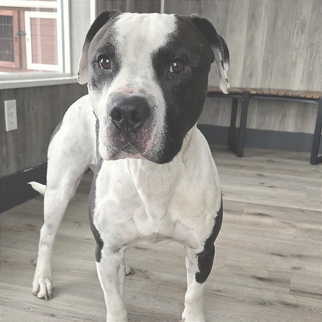Enlarge Clark, a Adoptable Pit Bull Terrier in Idaho Falls, ID image 3/6