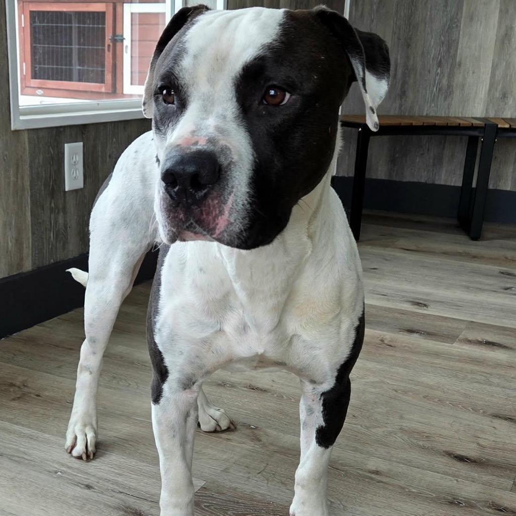 Enlarge Clark, a Adoptable Pit Bull Terrier in Idaho Falls, ID image 4/6