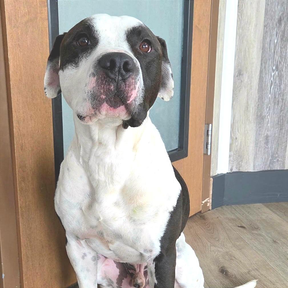 Enlarge Clark, a Adoptable Pit Bull Terrier in Idaho Falls, ID image 5/6