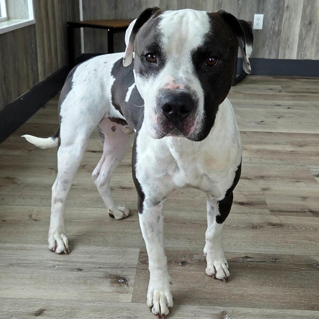 Enlarge Clark, a Adoptable Pit Bull Terrier in Idaho Falls, ID image 6/6