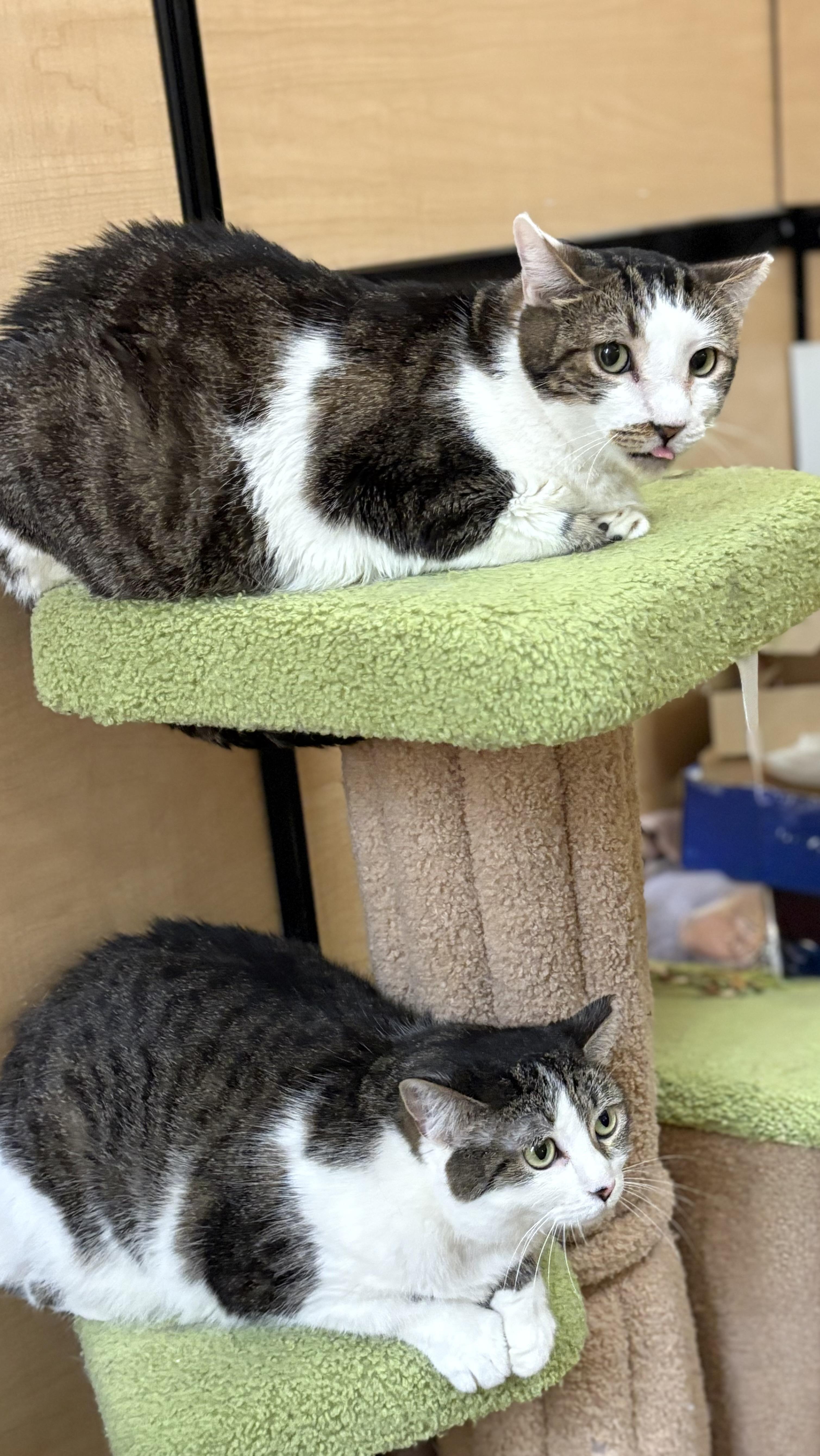 Enlarge Mini and Jimmy, a Adoptable Domestic Short Hair in SCOTTSDALE, AZ image 4/4