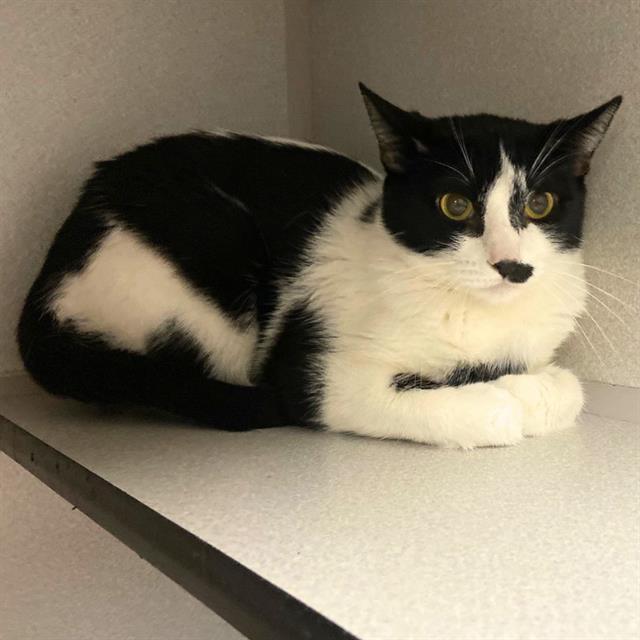 SPRINKLES, Adoptable, Young Female Domestic Short Hair.