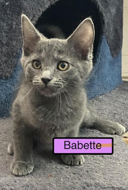 Babette, adopted, Kitten Female Russian Blue.