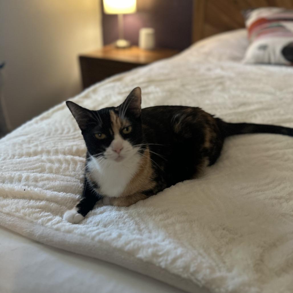 Enlarge Mila, a Adoptable Domestic Short Hair in Santa Rosa, CA image 1/3