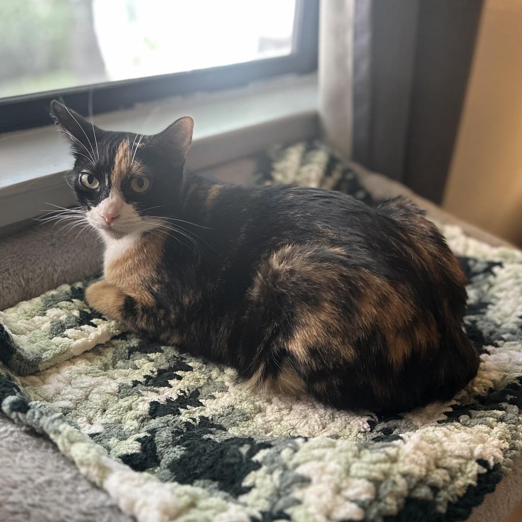 Enlarge Mila, a Adoptable Domestic Short Hair in Santa Rosa, CA image 2/3
