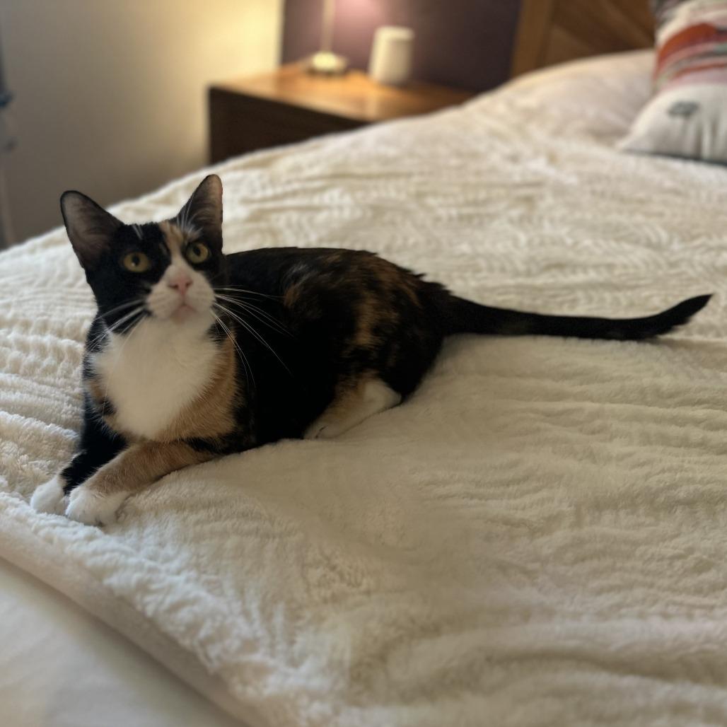 Enlarge Mila, a Adoptable Domestic Short Hair in Santa Rosa, CA image 3/3