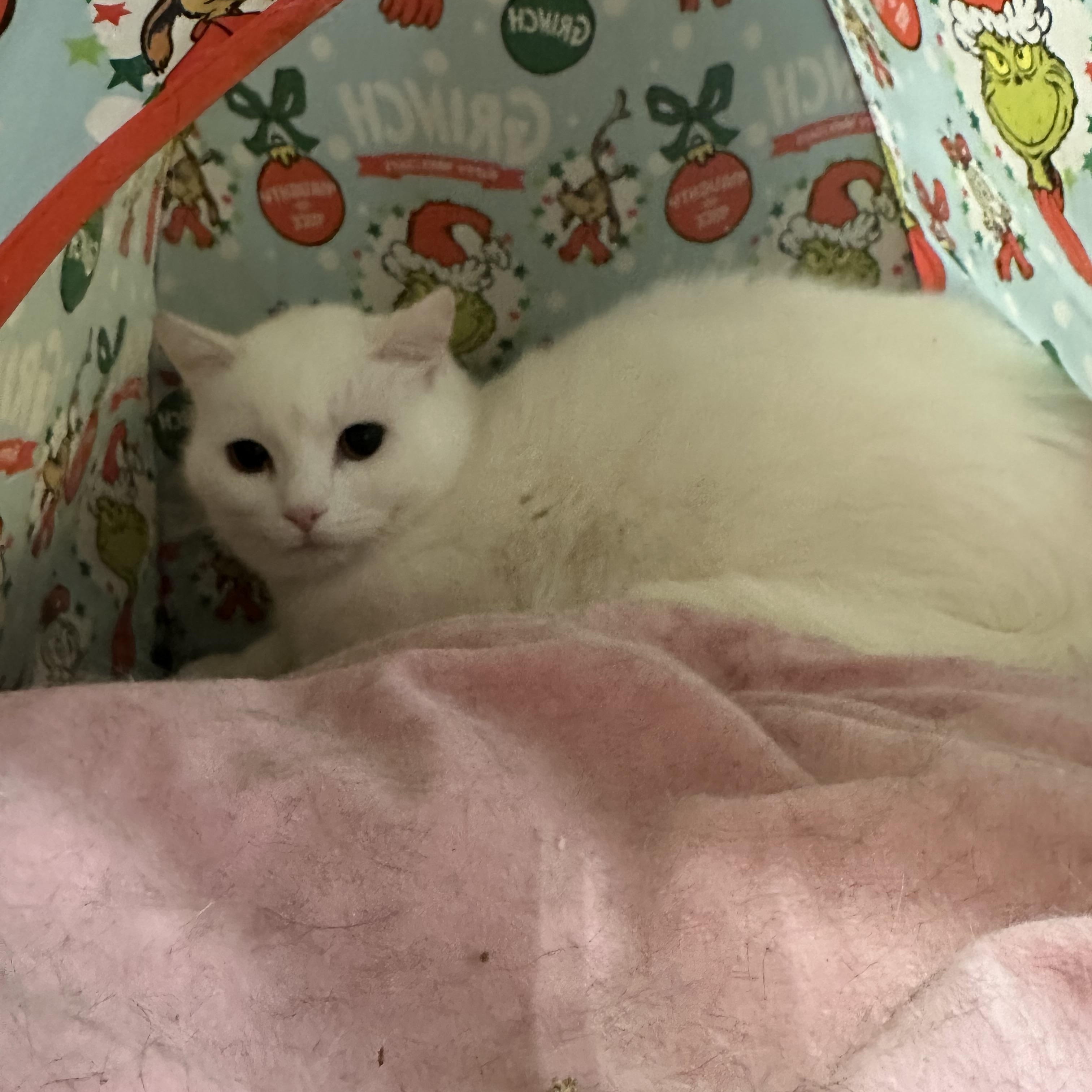 Enlarge Fred, a ADOPTABLE Domestic Short Hair in Missoula, MT image 1/1