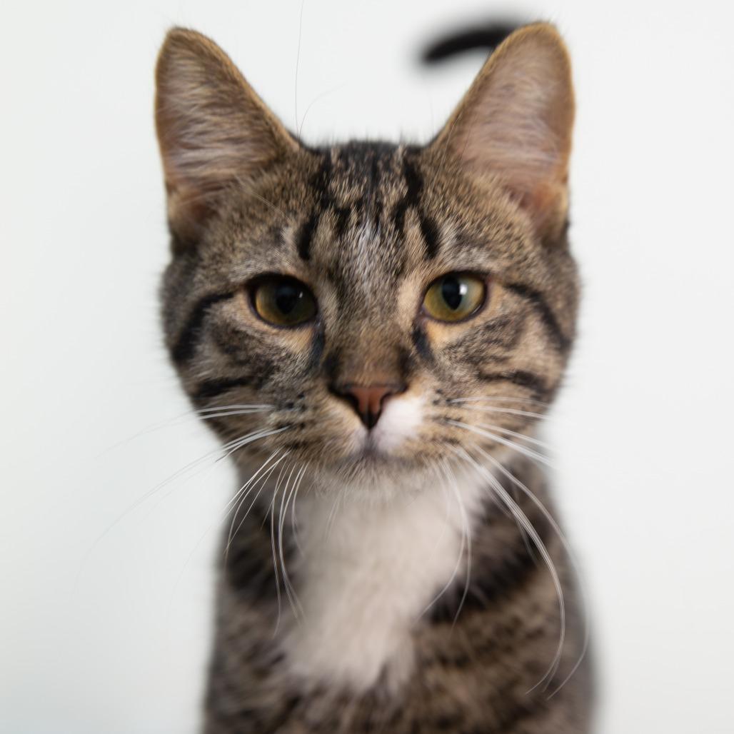 Flannel Pajamas, Adoptable, Young Male Domestic Short Hair.
