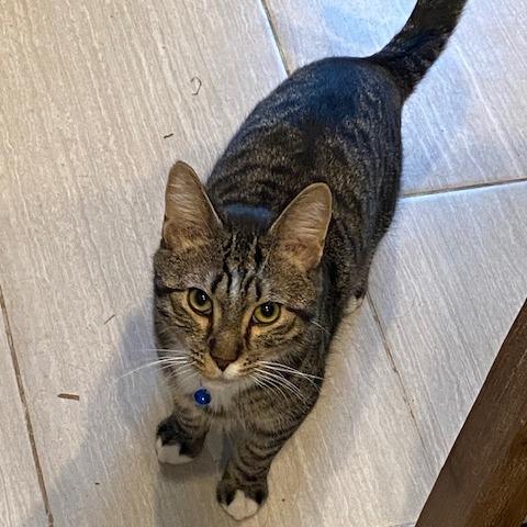 Enlarge Flannel Pajamas, a Adoptable Domestic Short Hair in St. Paul, MN image 2/6