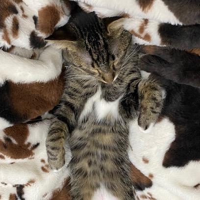 Enlarge Flannel Pajamas, a Adoptable Domestic Short Hair in St. Paul, MN image 3/6