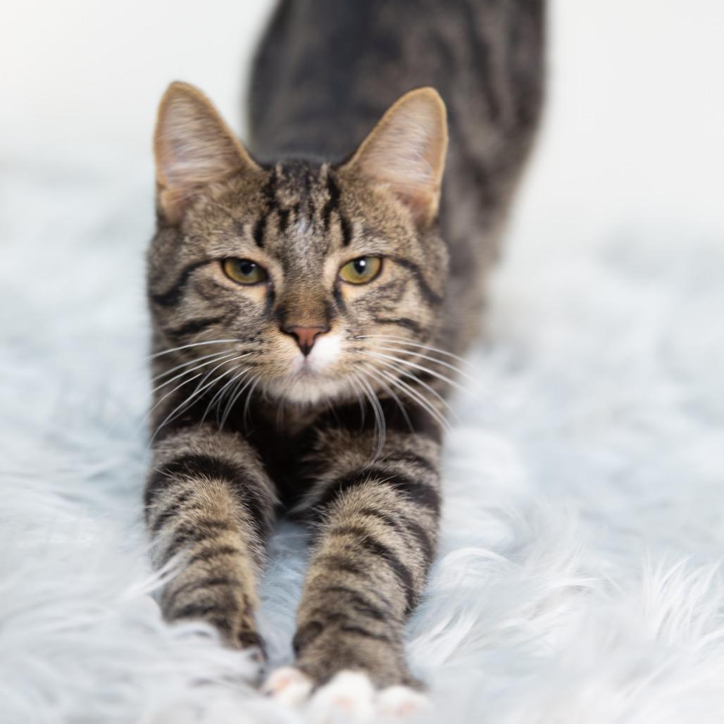 Enlarge Flannel Pajamas, a Adoptable Domestic Short Hair in St. Paul, MN image 4/6