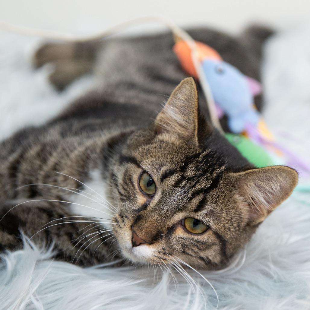 Enlarge Flannel Pajamas, a Adoptable Domestic Short Hair in St. Paul, MN image 5/6