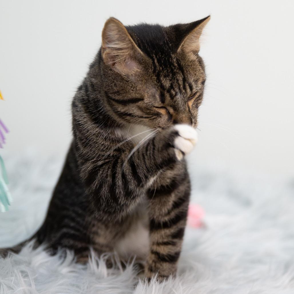 Enlarge Flannel Pajamas, a Adoptable Domestic Short Hair in St. Paul, MN image 6/6