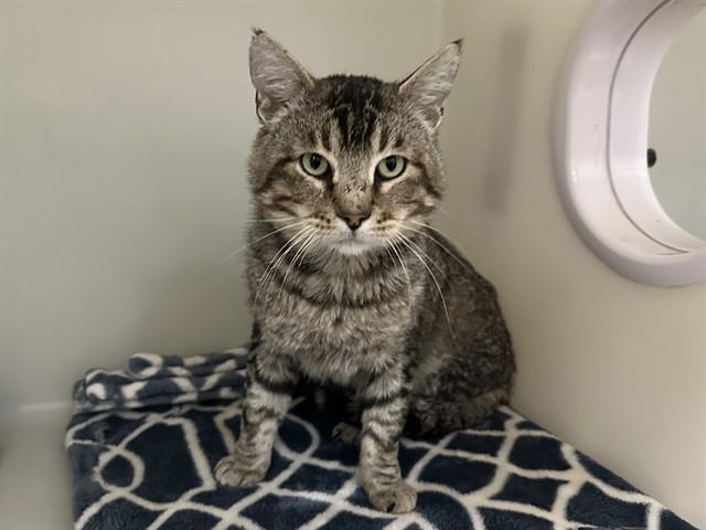Enlarge HONEYDEW, a Adoptable Domestic Short Hair in McKinleyville, CA image 1/1