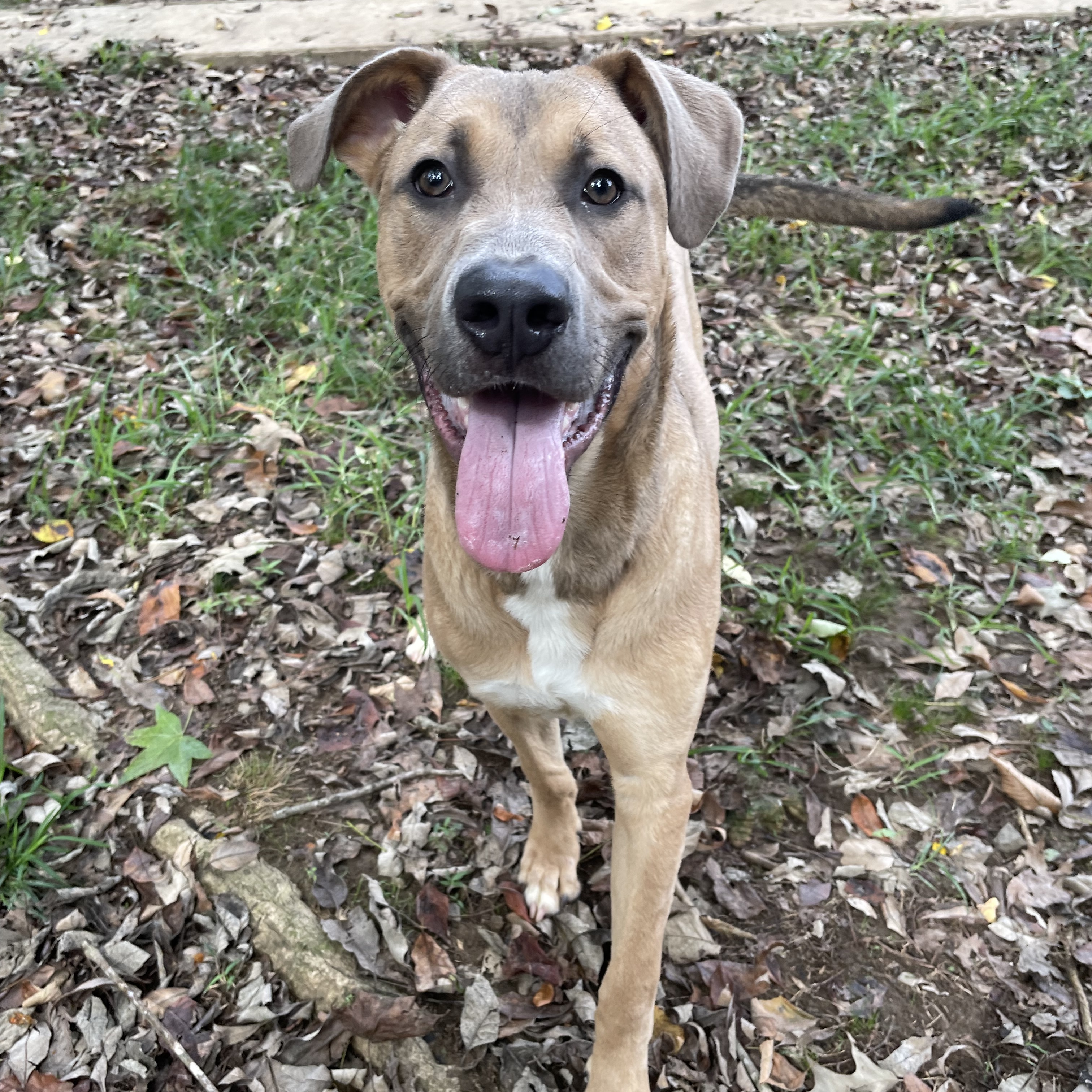 Chance, Young Male Great Dane