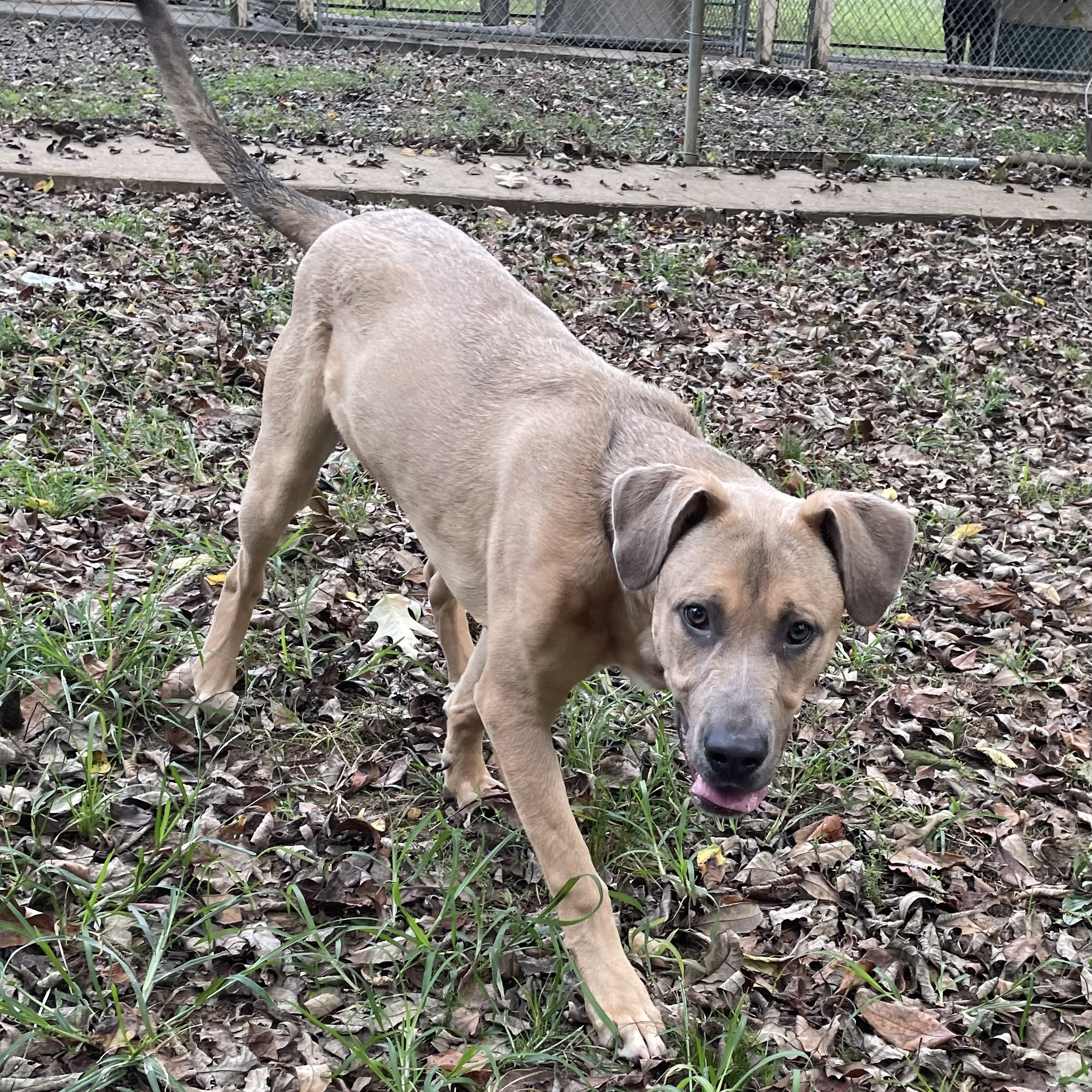 Chance, a Adoptable mixed breed in Heber Springs, AR image 2/6