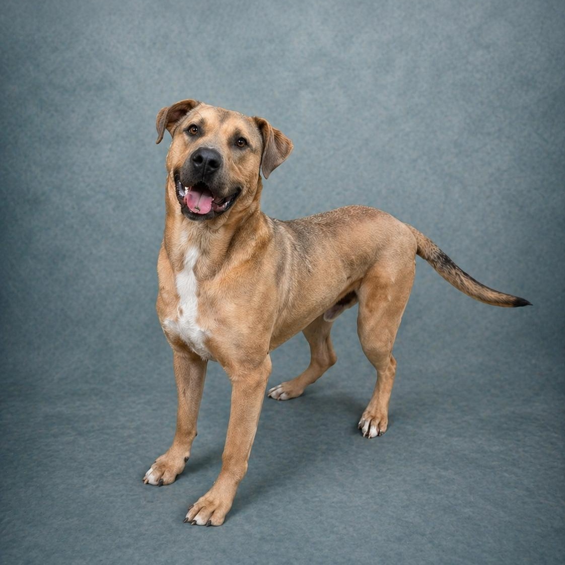 Enlarge Chance, a Adoptable mixed breed in Heber Springs, AR image 1/4