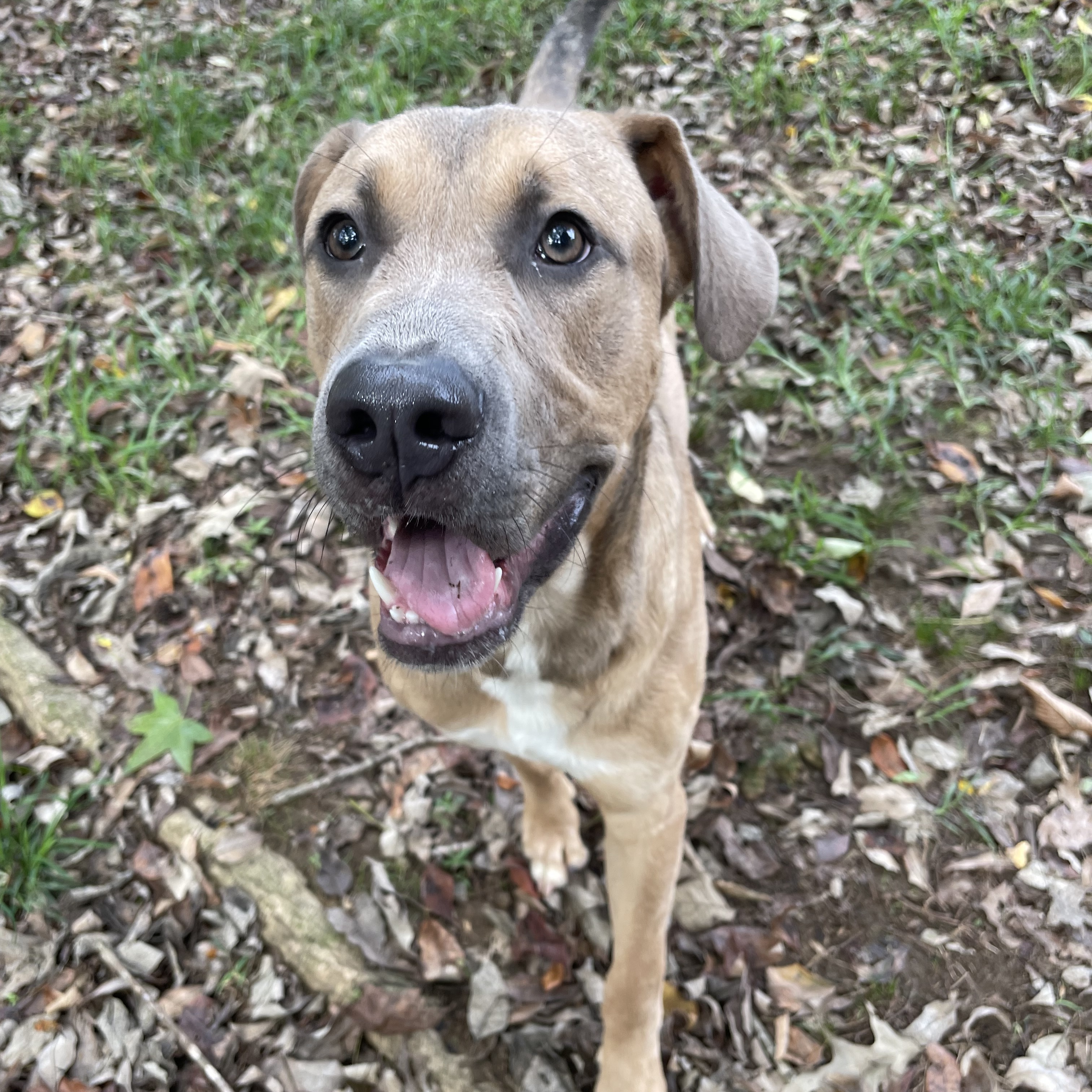 Chance, a Adoptable mixed breed in Heber Springs, AR image 3/6