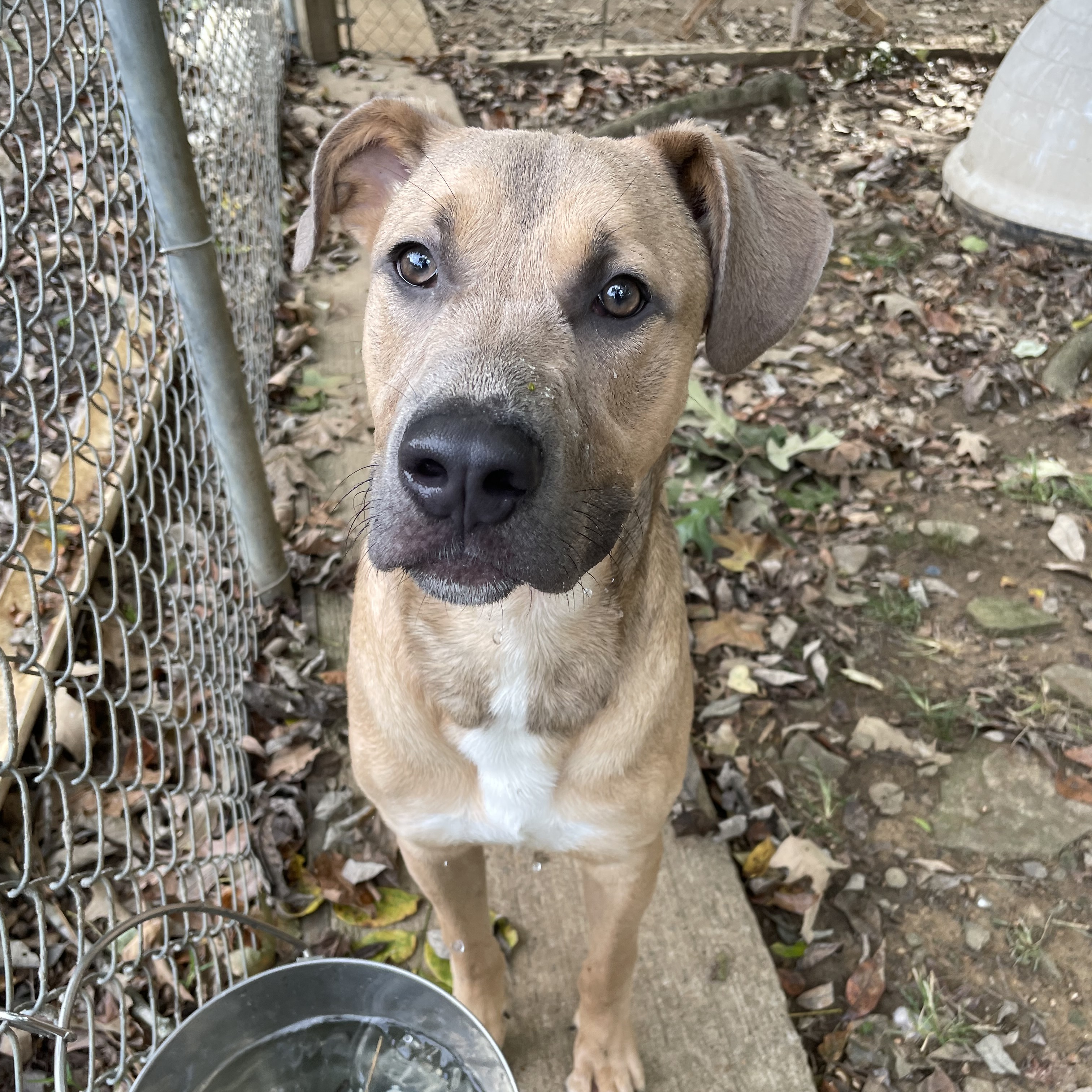 Chance, a Adoptable mixed breed in Heber Springs, AR image 4/6