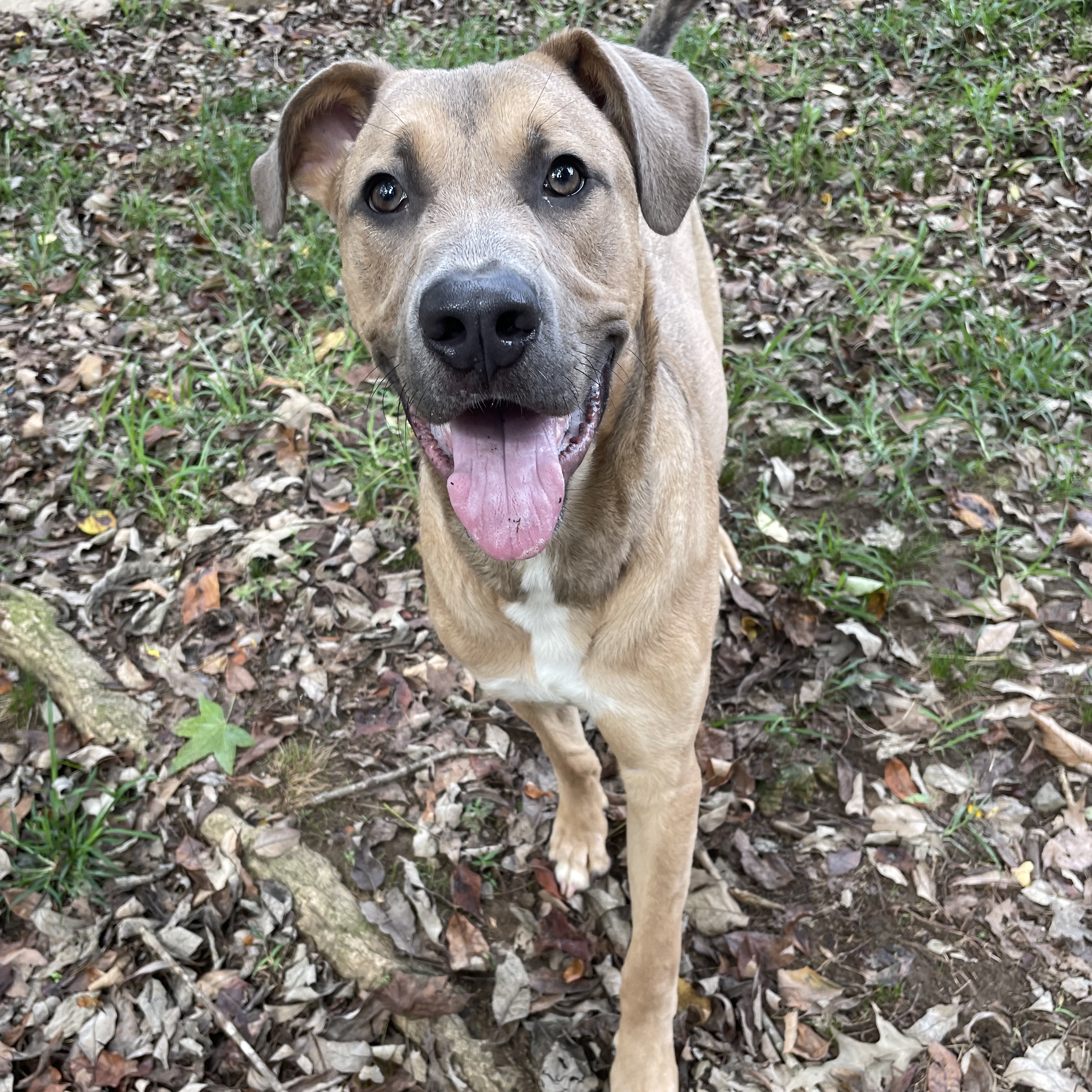 Chance, a Adoptable mixed breed in Heber Springs, AR image 6/6