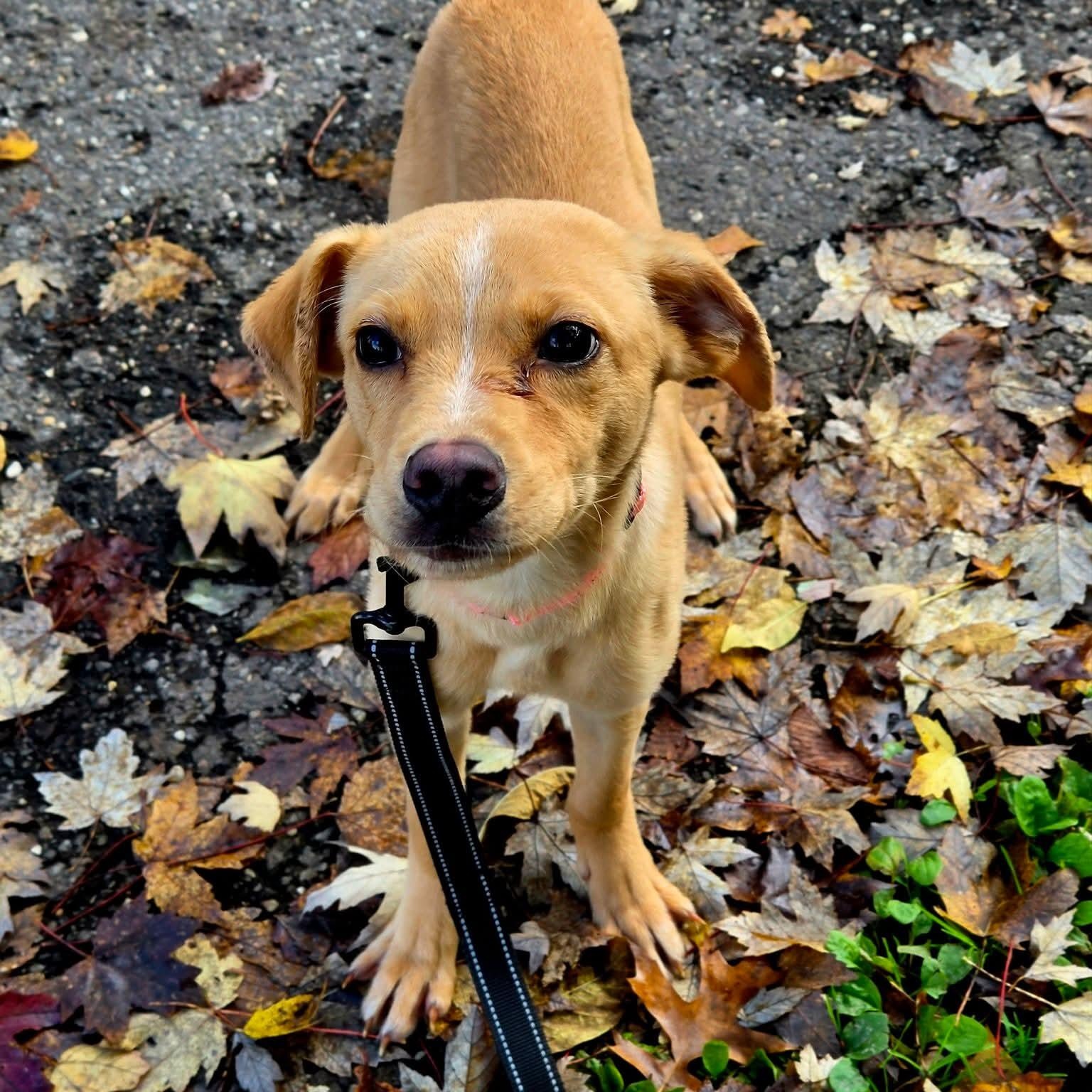 Enlarge Dip, a Adopted mixed breed in Warren, OH image 1/1