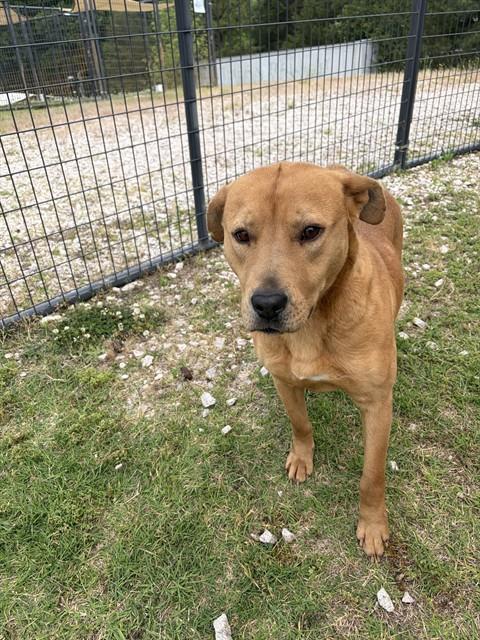 COLLEEN, Adoptable, Adult Female Labrador Retriever & Mixed Breed.