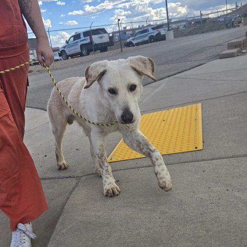Stanley, Adoptable, Adult Male Yellow Labrador Retriever & Great Pyrenees.