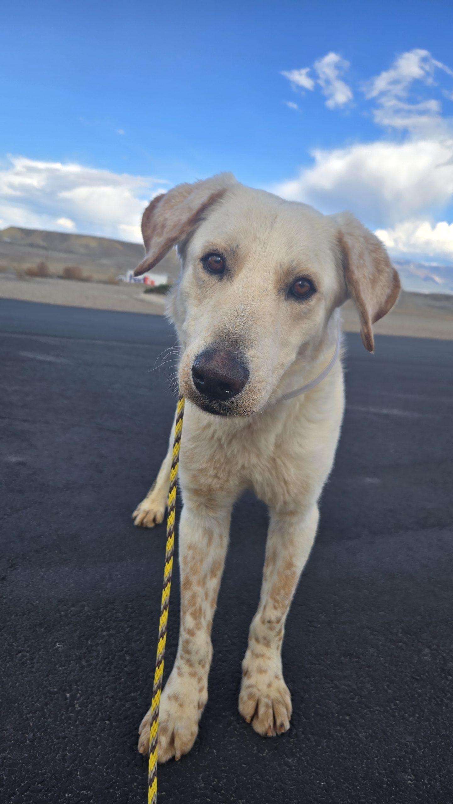 Enlarge Stanley, a Adoptable mixed breed in Grand Junction, CO image 2/3