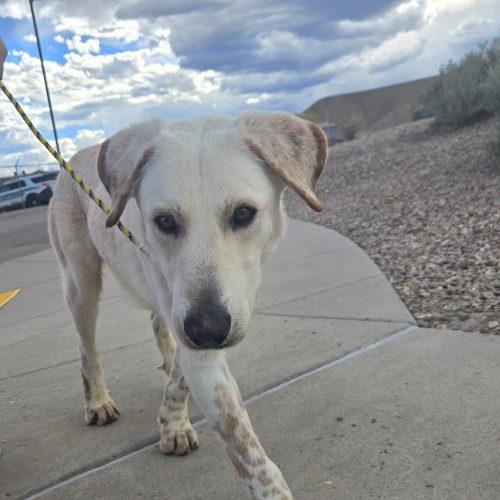 Enlarge Stanley, a Adoptable mixed breed in Grand Junction, CO image 3/3