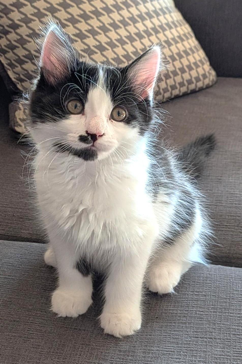 bear, an adopted Domestic Medium Hair in Stoney Creek, ON image 2/5