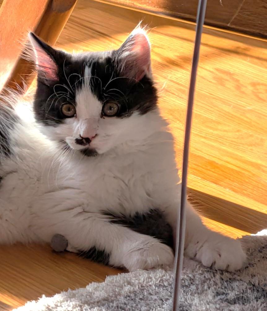 bear, an adopted Domestic Medium Hair in Stoney Creek, ON image 4/5
