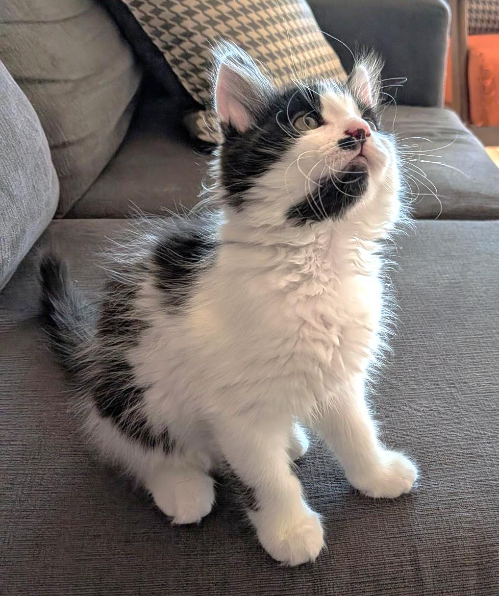bear, an adopted Domestic Medium Hair in Stoney Creek, ON image 1/5
