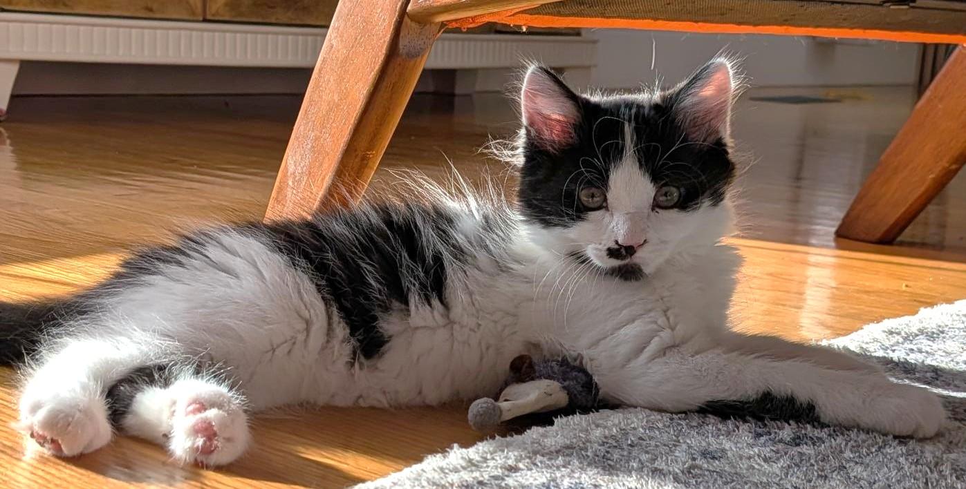 bear, an adopted Domestic Medium Hair in Stoney Creek, ON image 3/5
