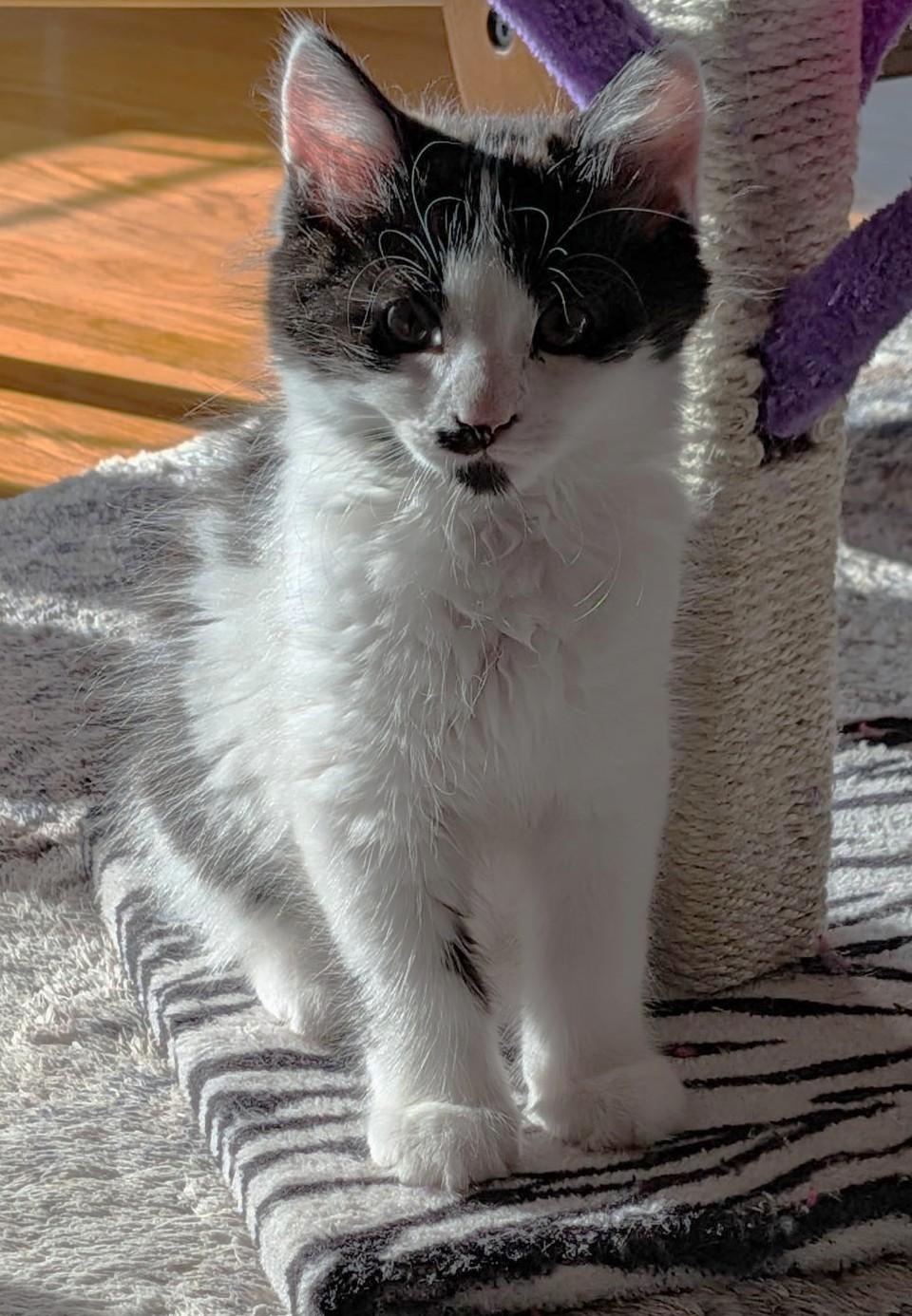 bear, an adopted Domestic Medium Hair in Stoney Creek, ON image 5/5