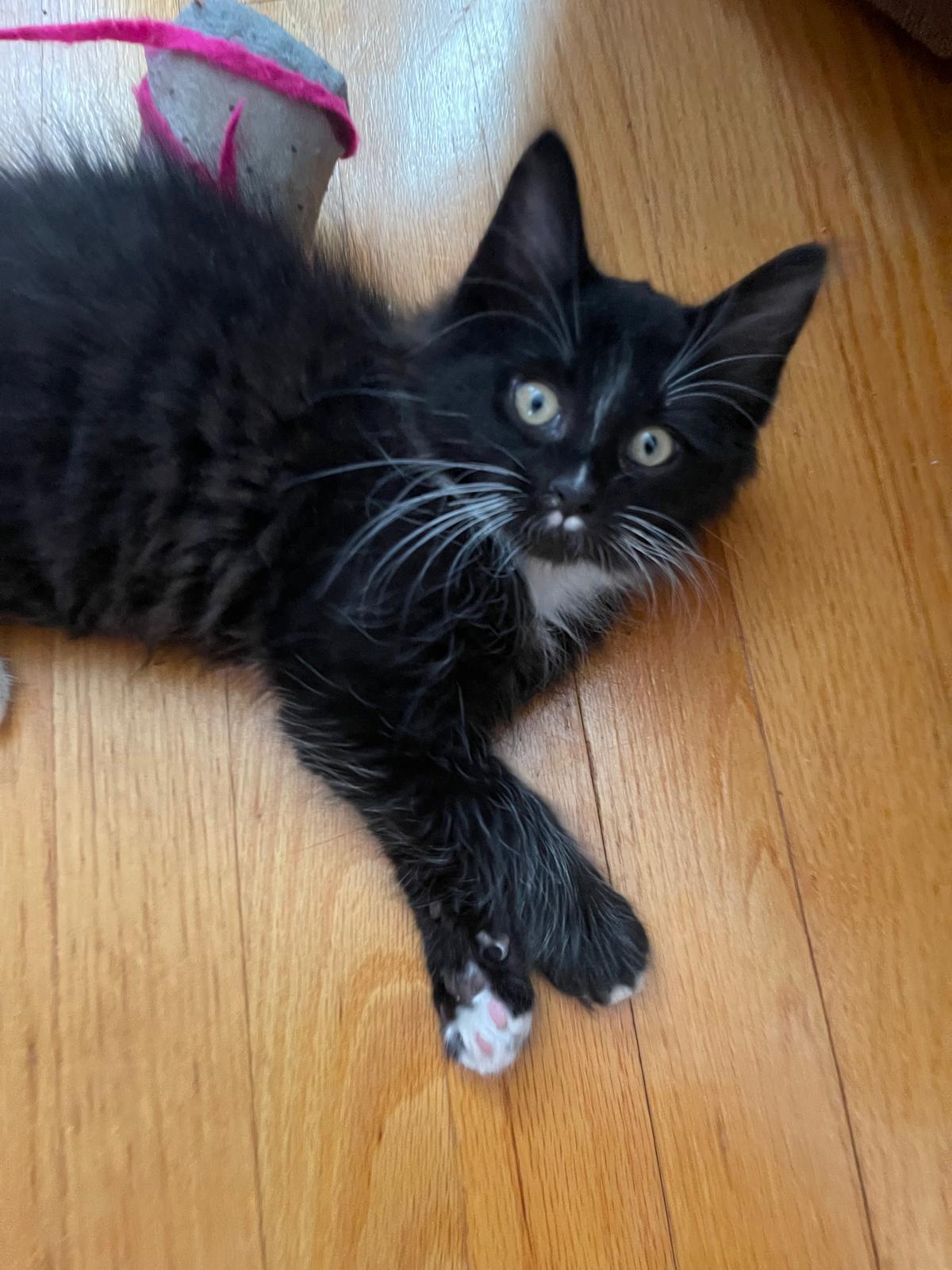 Enlarge Phoenix, a Adoptable Domestic Medium Hair in Flint Hill, VA image 1/2