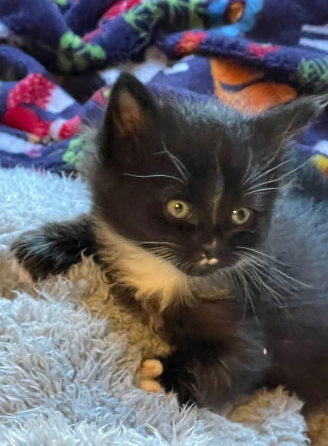 Enlarge Phoenix, a Adoptable Domestic Medium Hair in Flint Hill, VA image 1/1