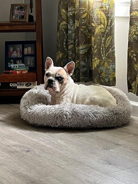 Otie, a Adopted French Bulldog in Knoxville, TN image 1/6