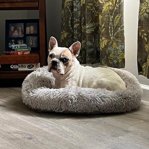 Enlarge Otie, a Adoptable French Bulldog in Knoxville, TN image 2/4