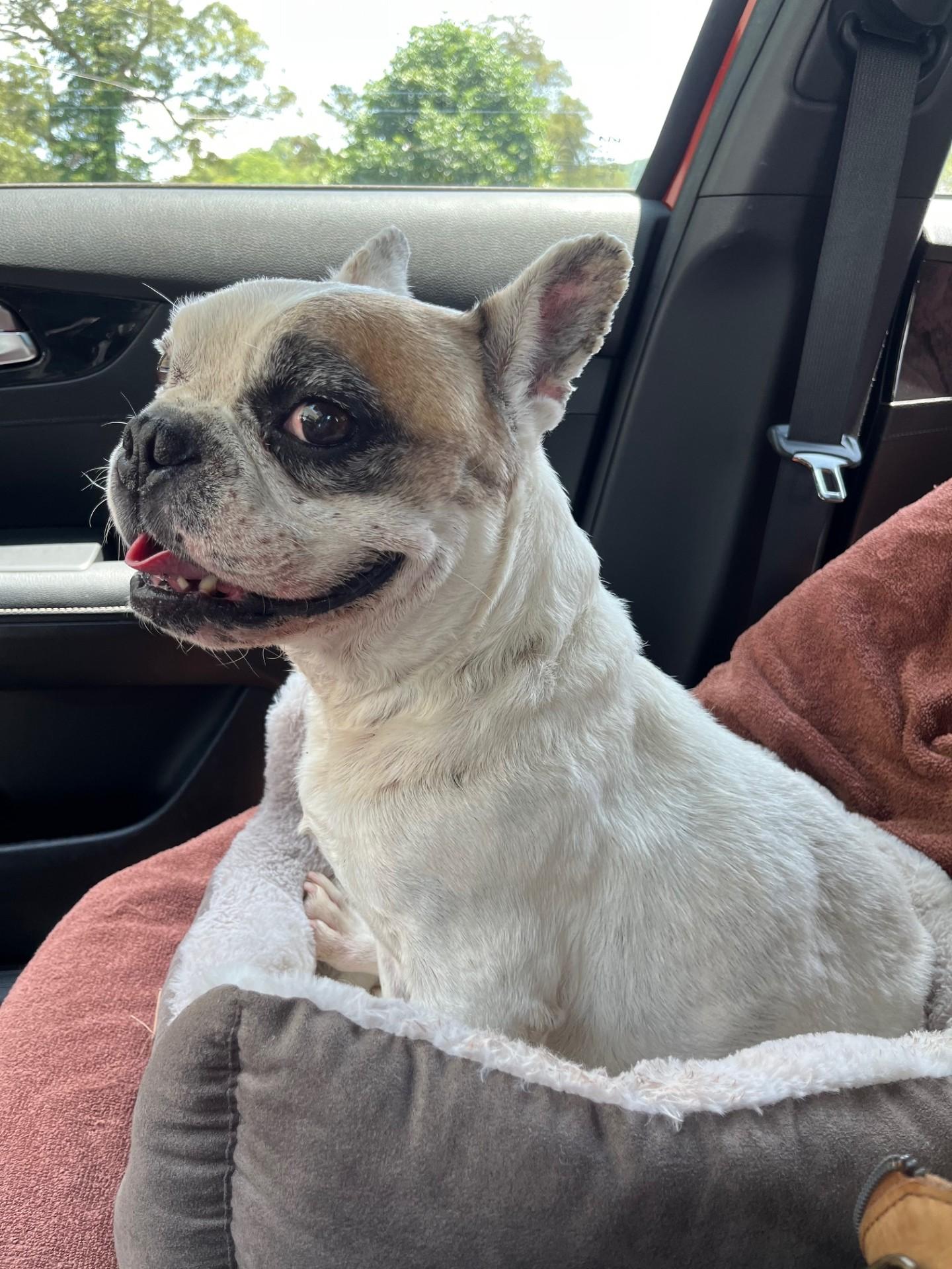 Otie, a Adopted French Bulldog in Knoxville, TN image 2/6