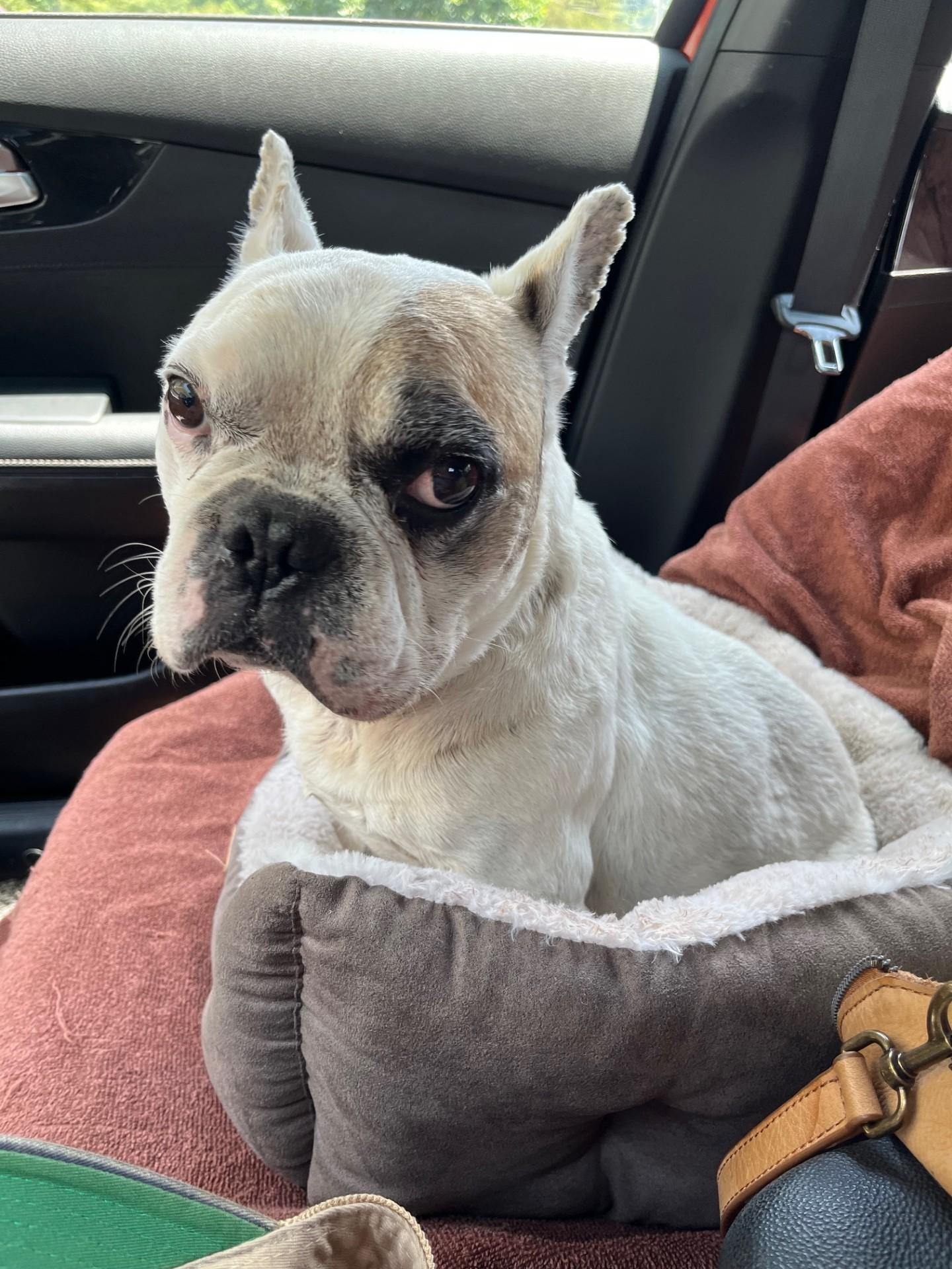 Enlarge Otie, a Adoptable French Bulldog in Knoxville, TN image 2/6