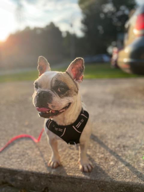 Otie, a Adopted French Bulldog in Knoxville, TN image 3/6
