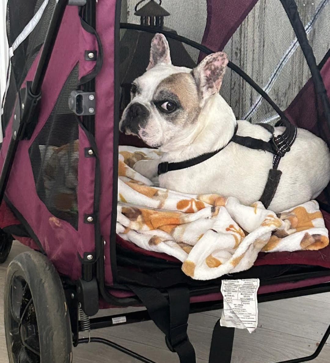 Otie, a Adopted French Bulldog in Knoxville, TN image 4/6