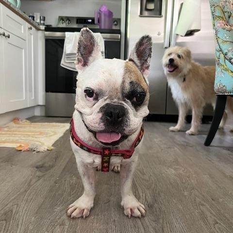 Enlarge Otie, a Adoptable French Bulldog in Knoxville, TN image 3/4