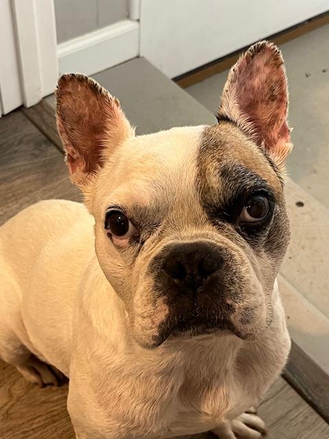 Enlarge Otie, a Adoptable French Bulldog in Knoxville, TN image 5/6