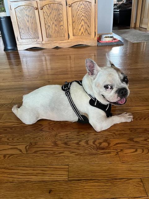 Otie, a Adopted French Bulldog in Knoxville, TN image 5/6