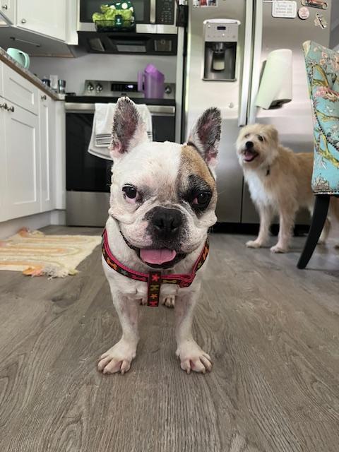 Enlarge Otie, a Adoptable French Bulldog in Knoxville, TN image 6/6