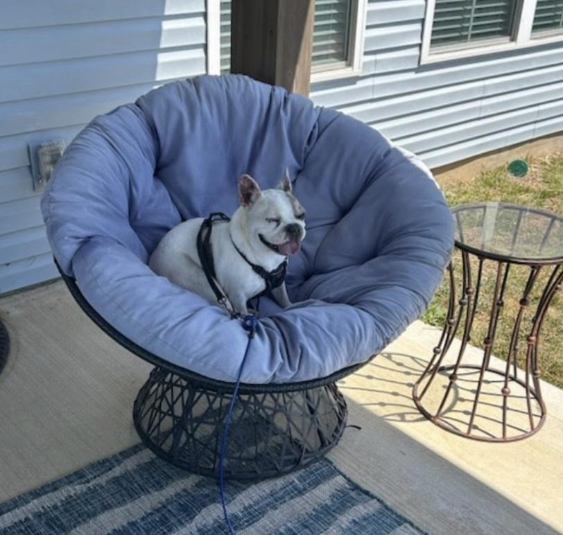 Otie, a Adopted French Bulldog in Knoxville, TN image 6/6