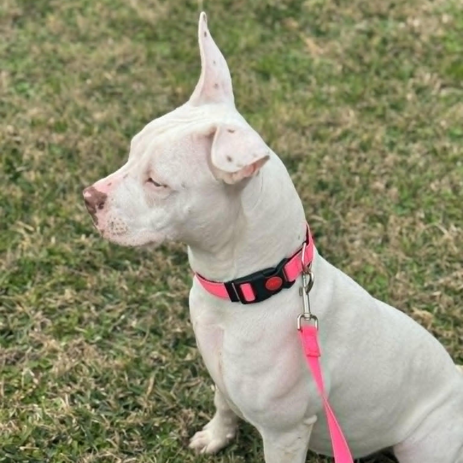 Enlarge Alani, an adopted American Staffordshire Terrier in Salem, VA image 3/3