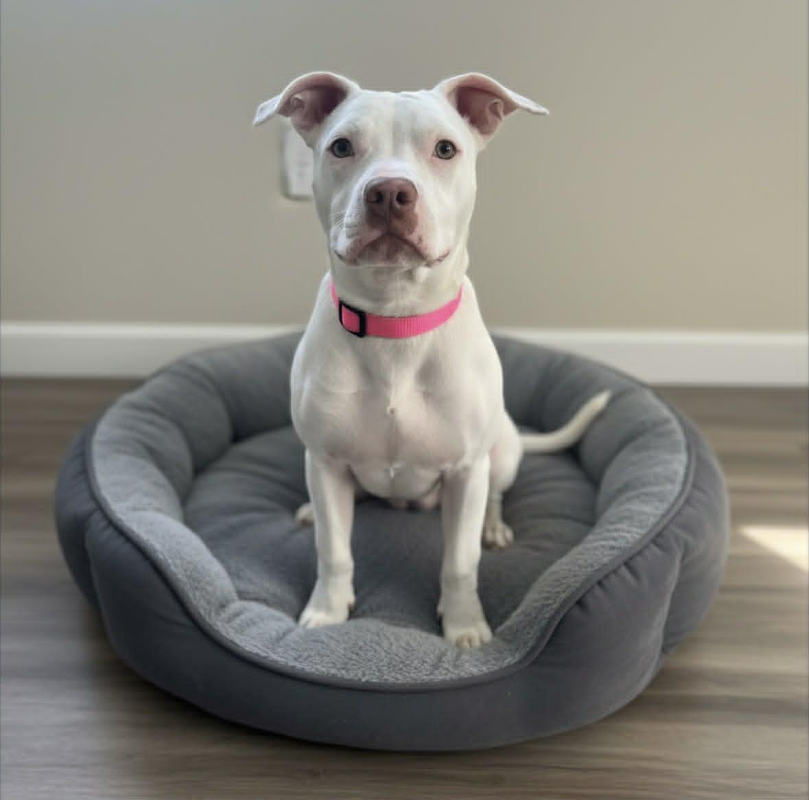 Enlarge Alani, an adopted American Staffordshire Terrier in Salem, VA image 2/3